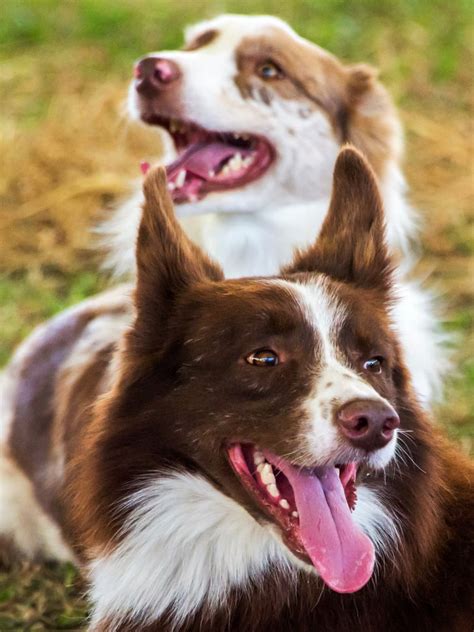 Cute Pictures Of Border Collies Popsugar Pets Photo 40