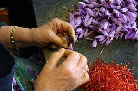 Growing Gardens Project Where Does Saffron Come From