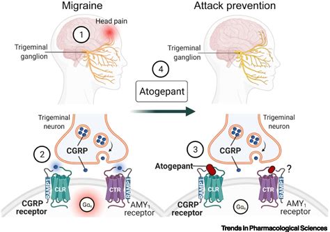 Atogepant Qulipta For Migraine Prevention Trends In Pharmacological