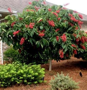 Autumn splendor is a hybrid between ohio buckeye, yellow buckeye and red buckeye. Fort McNair Horse Chestnut Buy Online, Best Prices