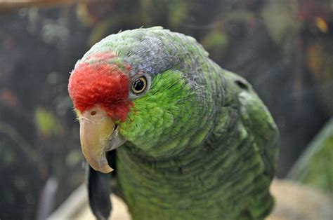 Green Cheeked Amazon Parrot — Full Profile History And Care