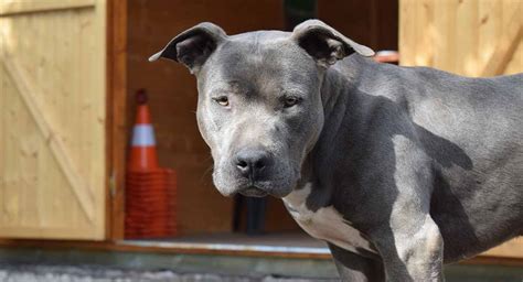 Blue Nose Pitbull How Well Do You Know The Blue Nosed Pit