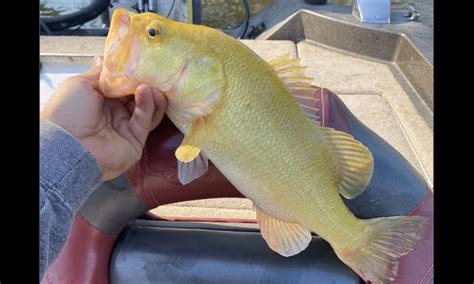 Virginia Angler Strikes Gold As In ‘extremely Rare Golden Bass