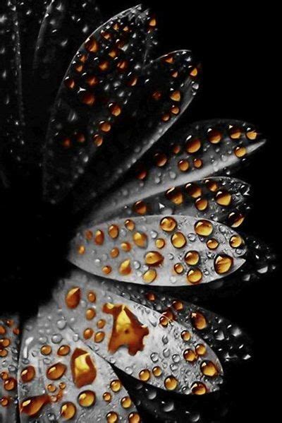 Pin By Jan Phelps On Water Drops And Rain Color Splash White