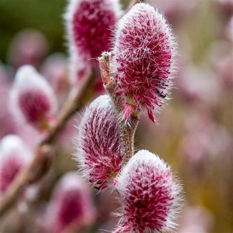 Spring Hill Nurseries Pink Flowering Pussy Willow Dormant Bare Starter
