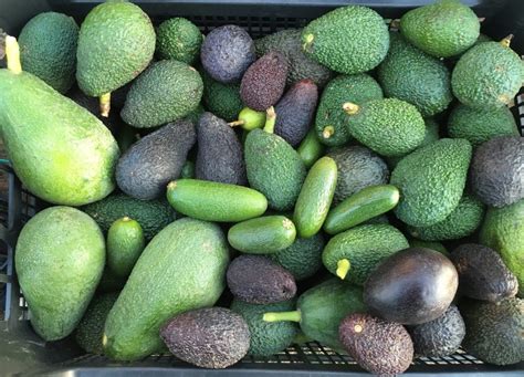 Avokado Nasıl Seçilir Ailemin Bahçesi