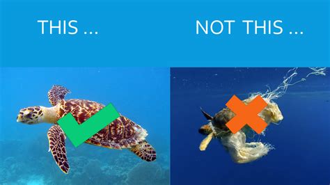 Its A Fair Trade — T Shirts To Save Sea Turtles