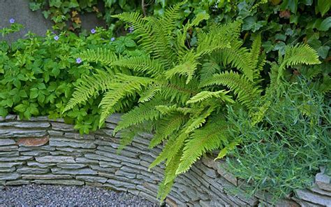 Garden geek is a place to get the answers to those landsape and water conservation questions that keep you awake at night. Ferns are perfect for keeping the garden green through ...