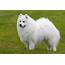 Japanese Spitz  Breeds A To Z The Kennel Club