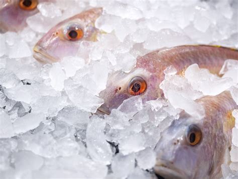 Fresh Fish On Ice Background Fresh Market Seafood Supermarket Stock