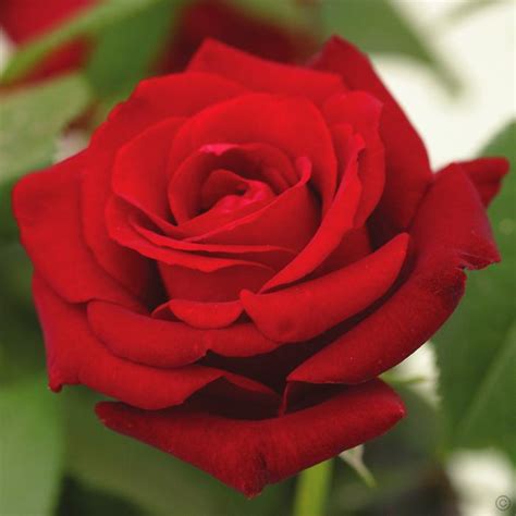 erneut einfügen nadel in der regel les plus belles roses rouges aufwachen metallleitung beispiellos