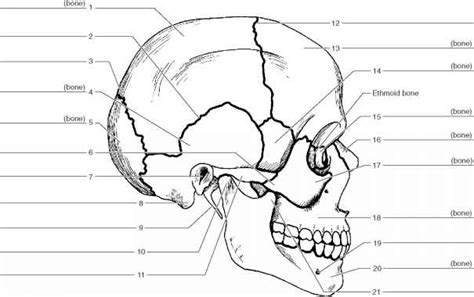 11 Human Skull Labeling Worksheet