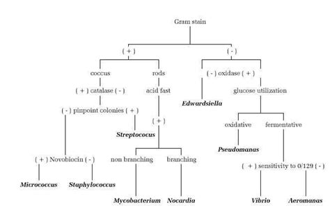 Unknown Bacteria Flow Chart Gram Negative Lovely Flow Chart