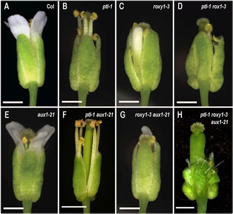 Frontiers Petal Loss And Roxy1 Interact To Limit Growth Within And