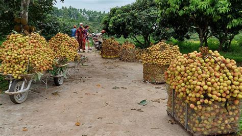 Công an huyện lục ngạn (bắc giang) khuyến cáo người dân khi giao dịch, mua bán vải thiều cần đối chiếu trọng lượng vải thiều khi cân ở nhà với tại điểm cân. Bắc Giang xuất khẩu lô vải thiều đầu tiên vụ thu hoạch năm ...