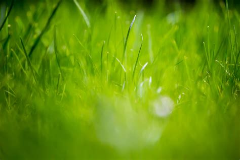 Free Download 12 Beautiful Green Grass Field Hd Wallpapers 4952x3301