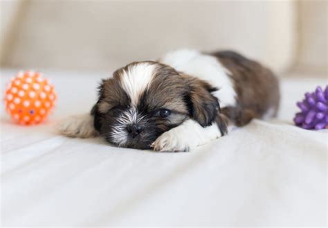 20 Cool Facts You Didnt Know About The Shih Tzu