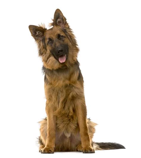 Are German Shepherd The Most Intelligent Dogs