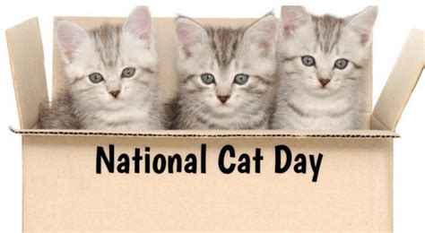 Happy National Cat Day 2023 Best Wishes Quotes And Greetings