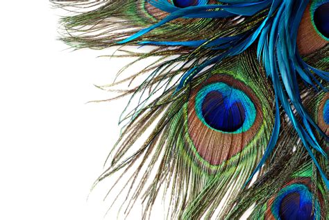 peacock feather printable