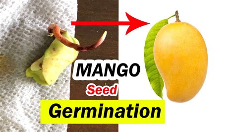 How To Grow Mango Tree From Seed Mango Seed Germination Youtube