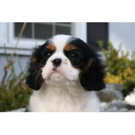 Cavalier king charles spaniels were bred to be a lap dogs, however, they are descendants of sporting dogs and does enjoy moderate exercise because it appears to have a genetic component, responsible breeders have their breeding dogs evaluated regularly by veterinary cardiologists to try. Royal Flush Cavaliers, Cavalier King Charles Spaniel ...