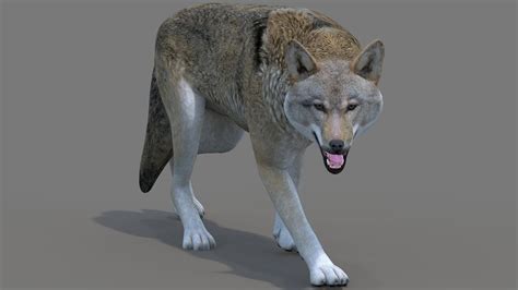 Rigged Red Wolf 3d Model Download 3ds Max Youtube