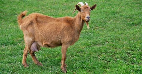Alpine Goat Animal Facts Capra Aegagrus Hircus Az Animals