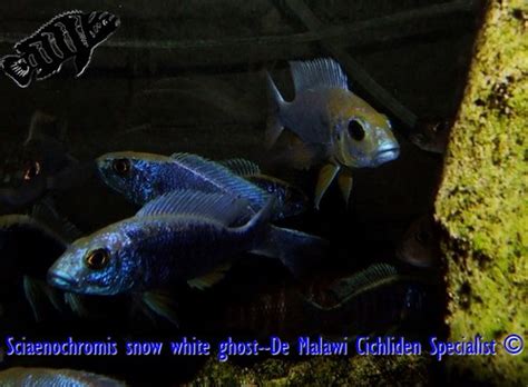 Sciaenochromis Snow White Ghost Malawi Cichlid De Mala Flickr
