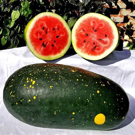 Buy Watermelon Moon And Stars Citrullus Lanatus Australian Seed