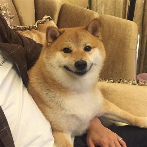 The great collection of doge wallpaper 1920x1080 for desktop, laptop and mobiles. 1080 X 1080 Doge / This Is Cash Doge Upvote In The Next 12 ...