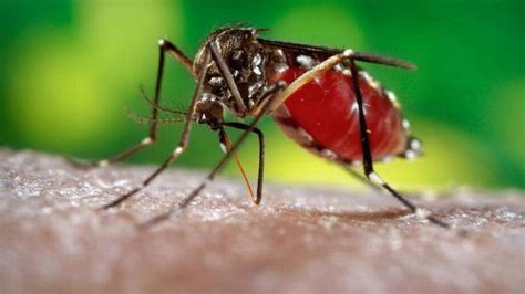 First Zika Case Confirmed In The Keys Miami Herald