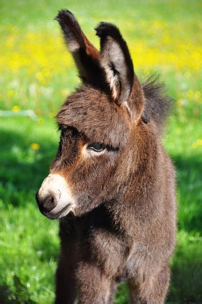 Premium Photo Close Up And Profile Of A Cute Brown Baby Donkey On Field