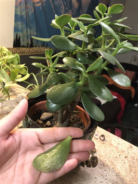 How To Grow Jade Plant From Leaves