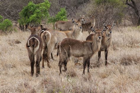 Thetravelingteacher Kruger National Park Mpumalanga