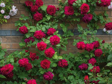 All About Climbing Roses World Of Flowering Plants
