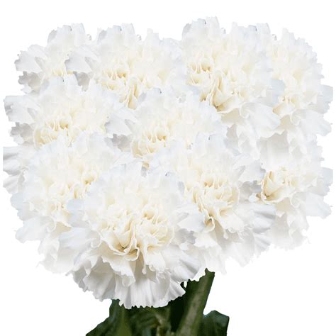 200 Stems Of White Carnations Beautiful Fresh Cut Flowers Express