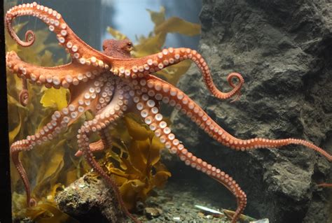 Octopus Sealife Underwater Ocean Sea Wallpaper 4000x2700 434653