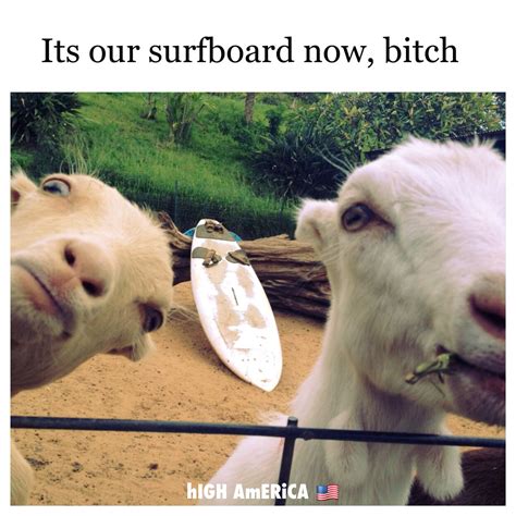 Surfboard Goats Funny Funny Animals Funny Instagram Posts