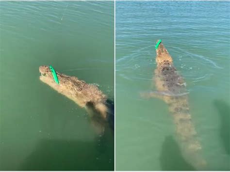 Watch Fisherman Accidentally Reels In Crocodile In Australia Video