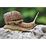 144 Cute And Funny Pet Snail Names  Animal Hype