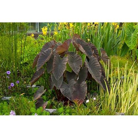 Can colocasia esc be growen in ponds / colocasia esculenta prodect in assam grownd stock image image of plant tropical 182307757. Taro Black Magic or Colocasia esculenta Bog Plant ...