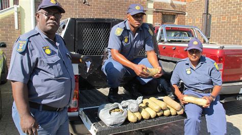 k9 officers recover dagga arrest 2 suspects northern natal news