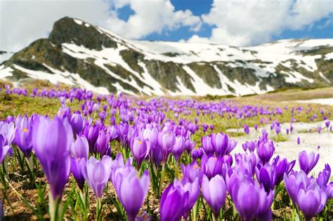 Spring Flowers In Mountains Stock Image Image Of Peak Spring 26648733