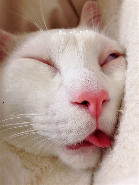 Sleep 50 Cat Sleeping On Face Meme Png