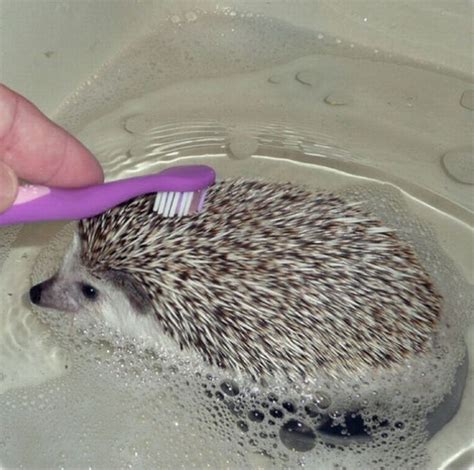 Hedgehogs Taking Bath 30 Pics