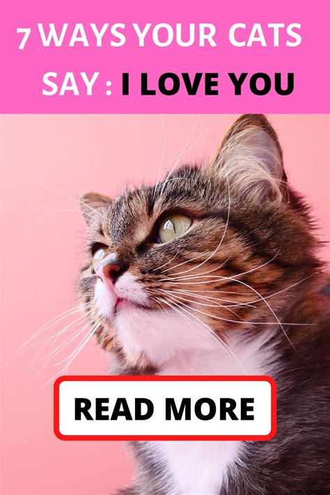 7 Ways Your Cat See “i Love You” In Cat Language Cats Catlover