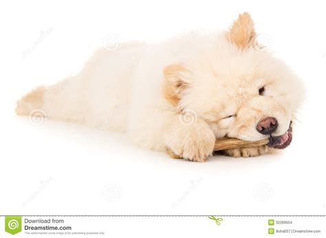 Puppy Chewing On A Bone Isolated Stock Photo Image Of China Domestic