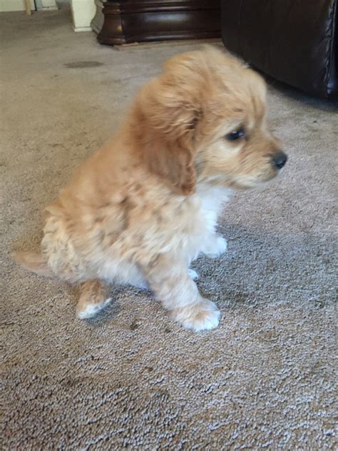 Pomapoo Puppy Poodle Breeder Atwater California