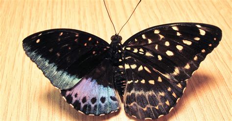 Unusual Butterfly Makes Rare Appearance